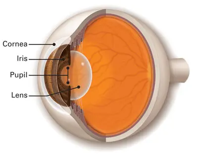 Cornea explanation